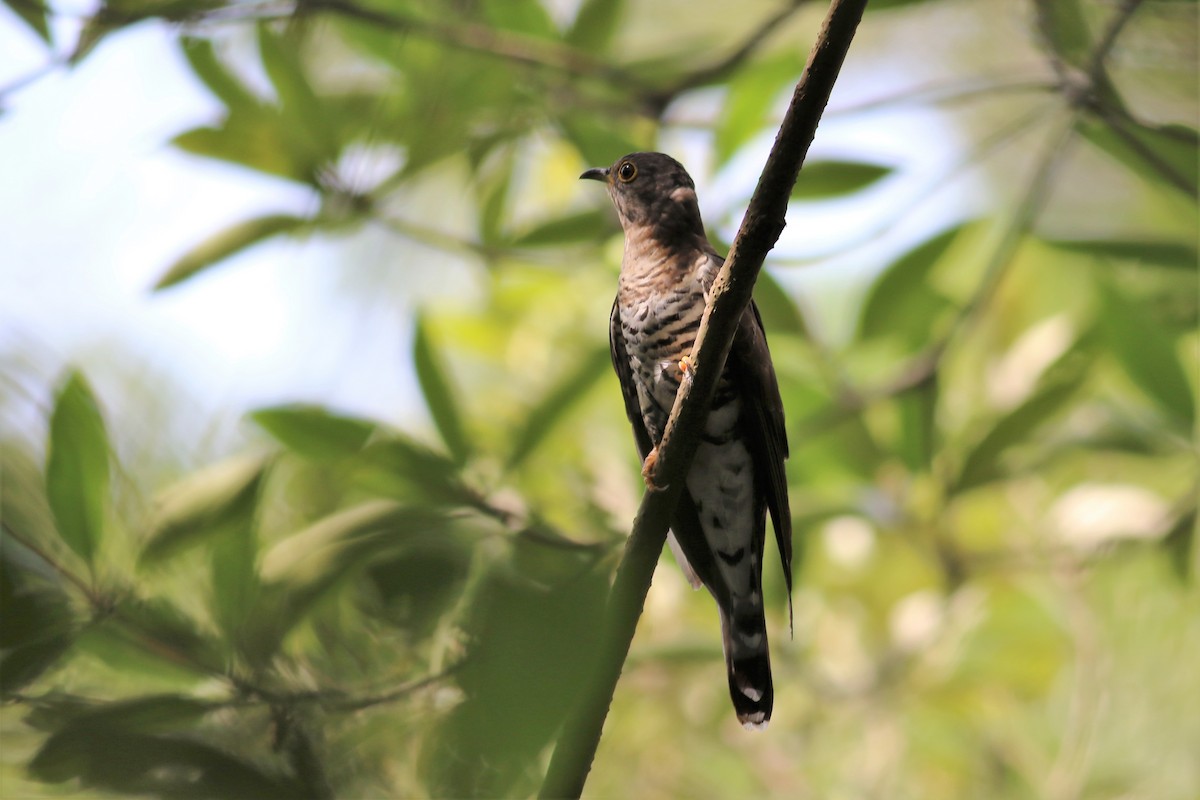 Indian Cuckoo - ML136040831