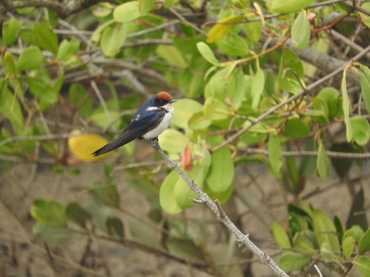Wire-tailed Swallow - Eneko Azkue