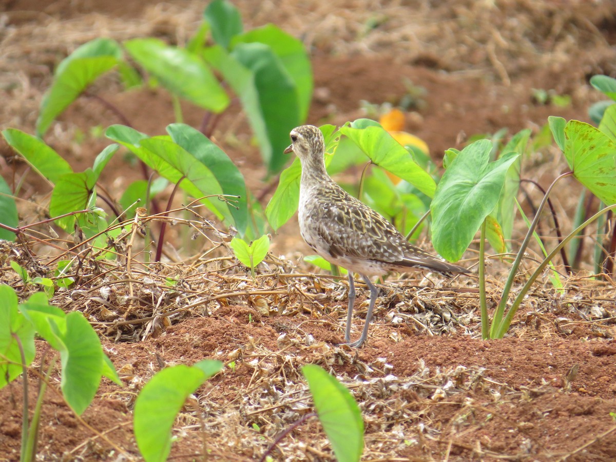 Pacific Golden-Plover - Kirk LaGory