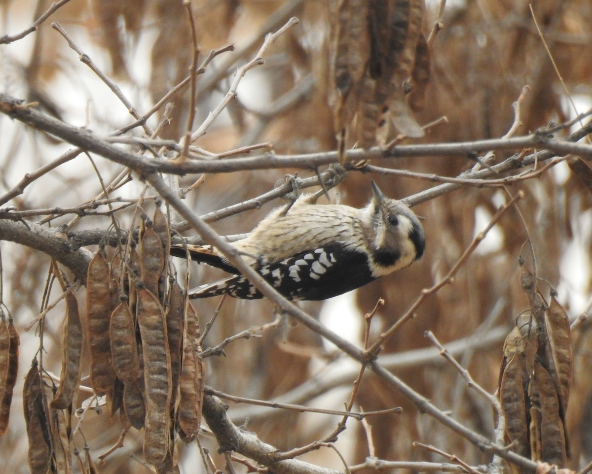 Gray-capped Pygmy Woodpecker - ML136042981