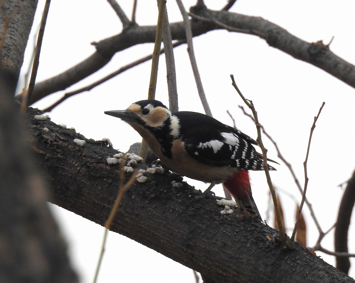 Great Spotted Woodpecker - ML136043021