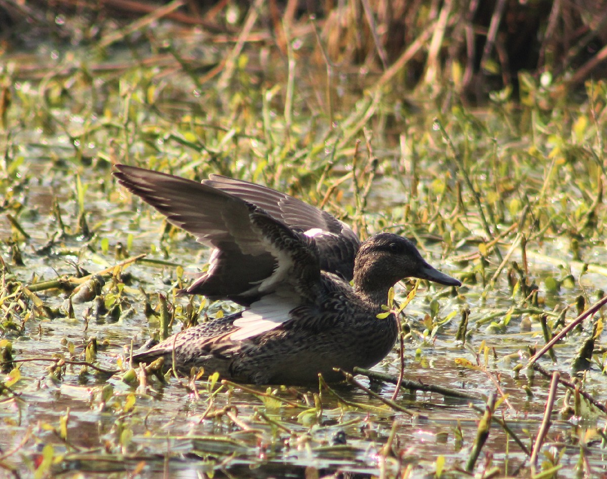 Green-winged Teal - ML136043121