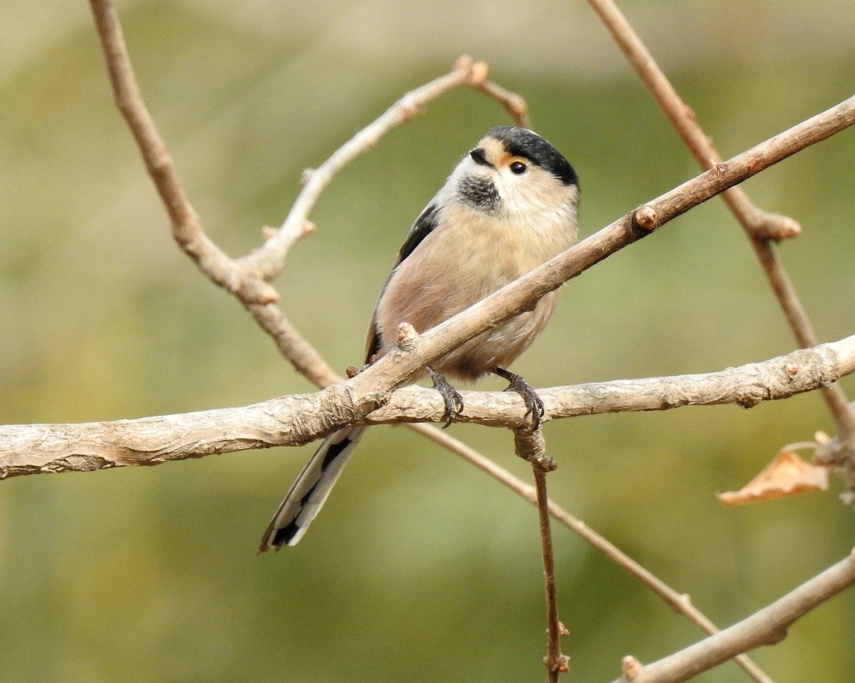 Silver-throated Tit - ML136043391
