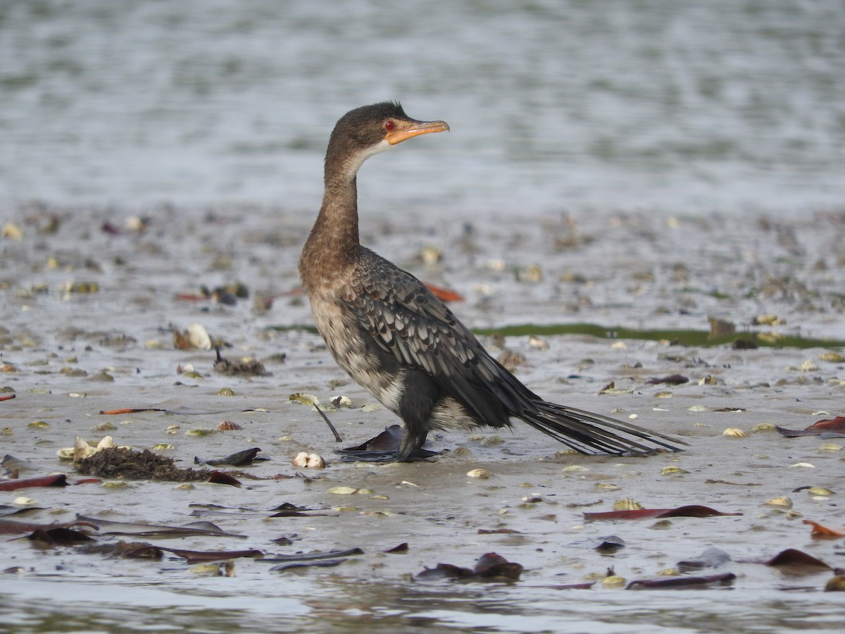 Long-tailed Cormorant - Eneko Azkue