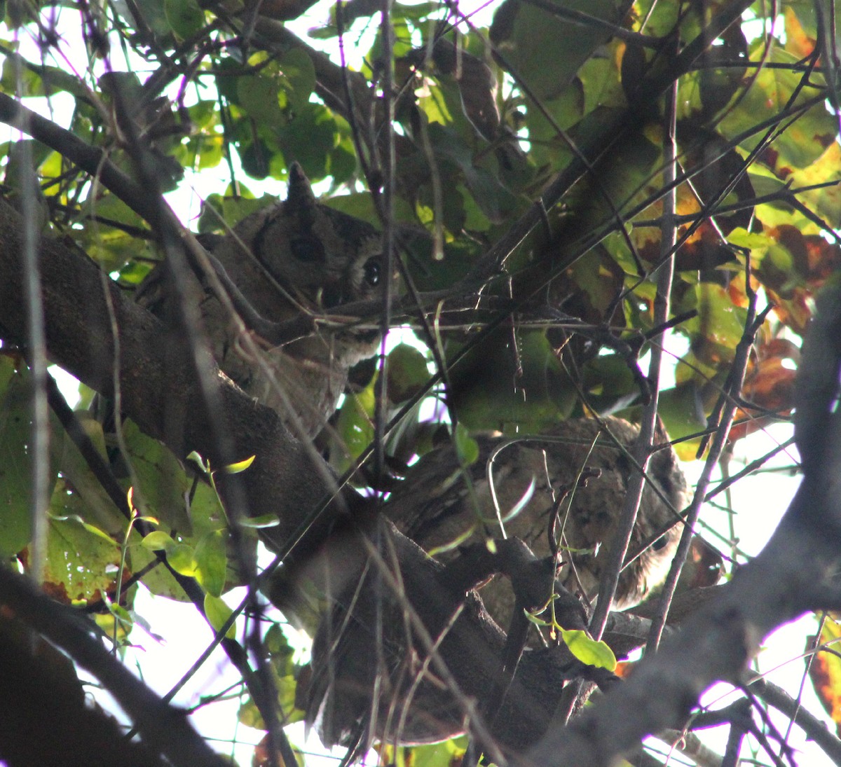 Indian Scops-Owl - ML136044321