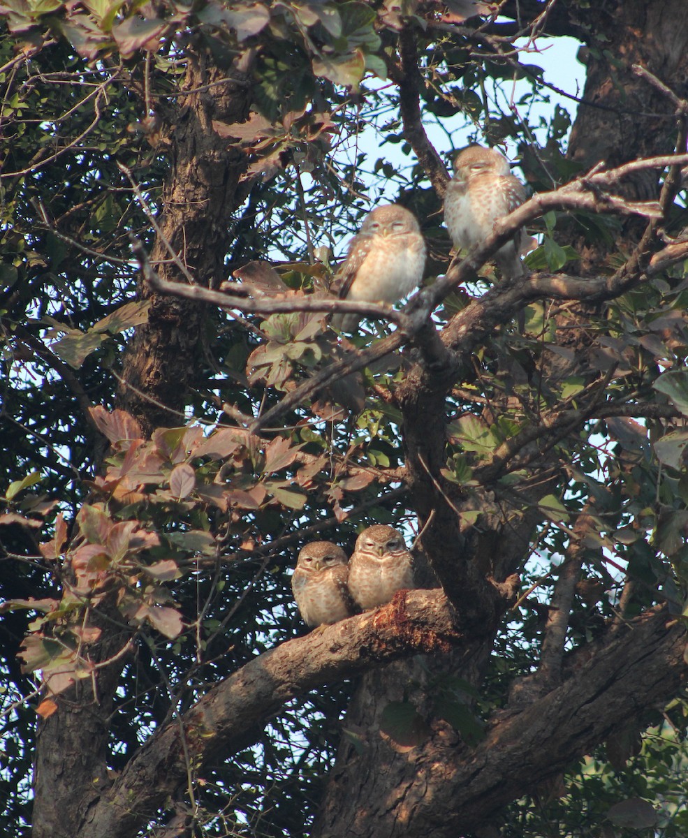 Spotted Owlet - ML136044951