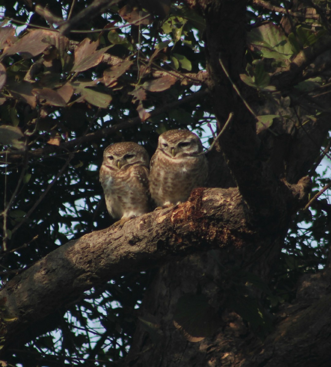 Spotted Owlet - ML136044971