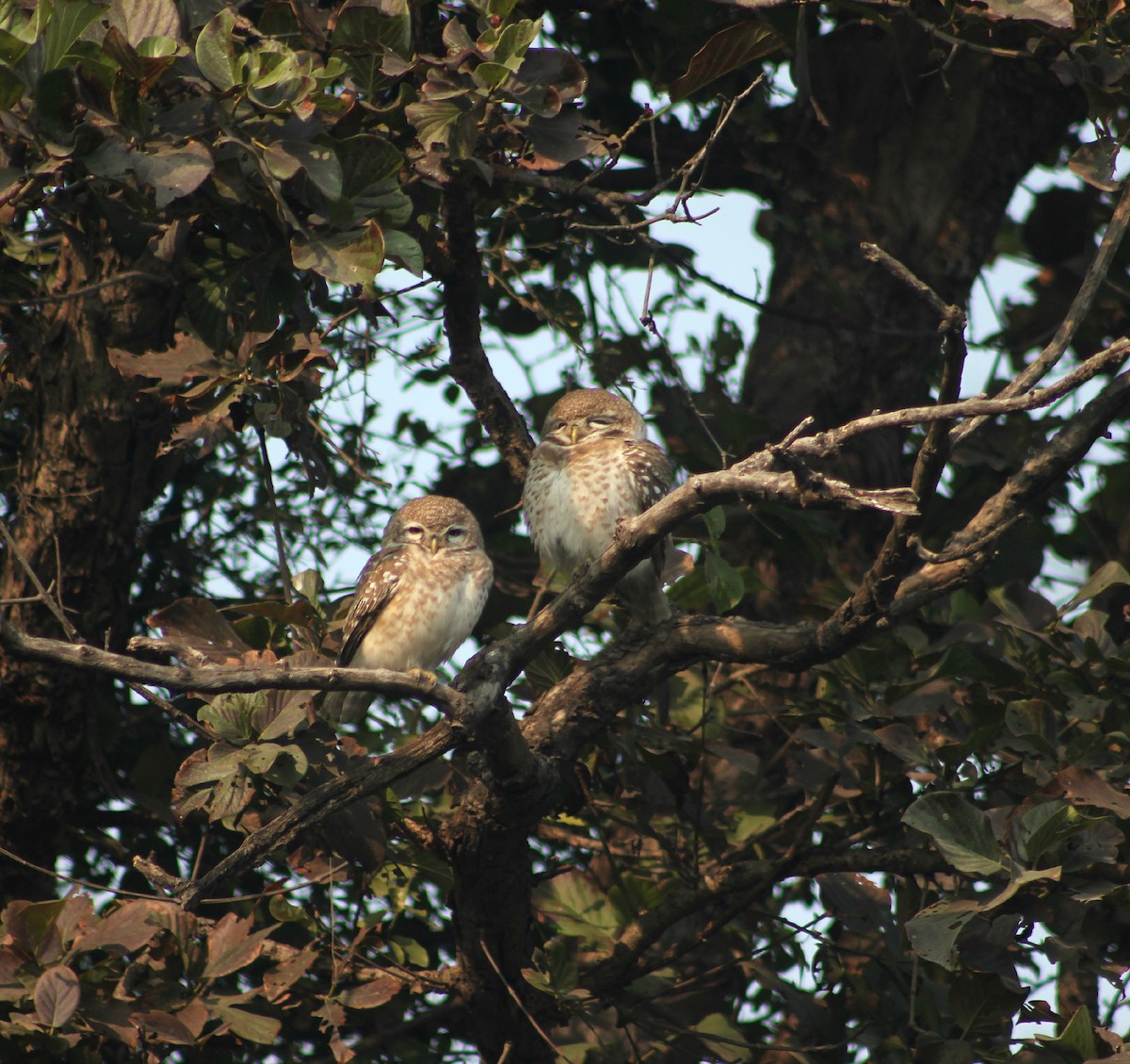 Spotted Owlet - ML136044981