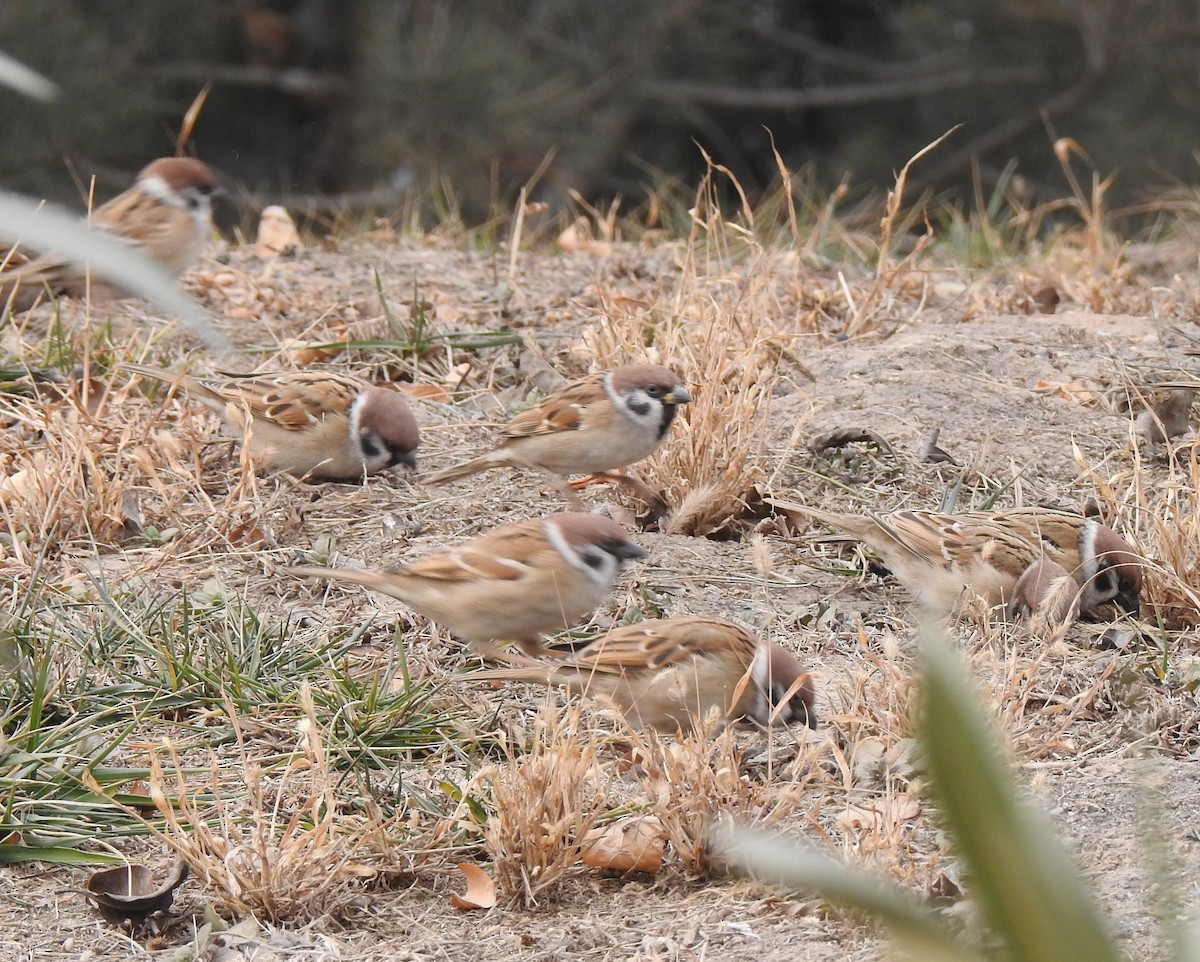 Eurasian Tree Sparrow - ML136045281