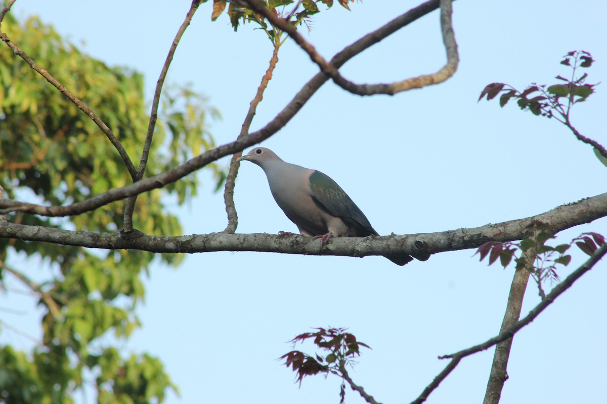 Green Imperial-Pigeon - Prathamesh Desai