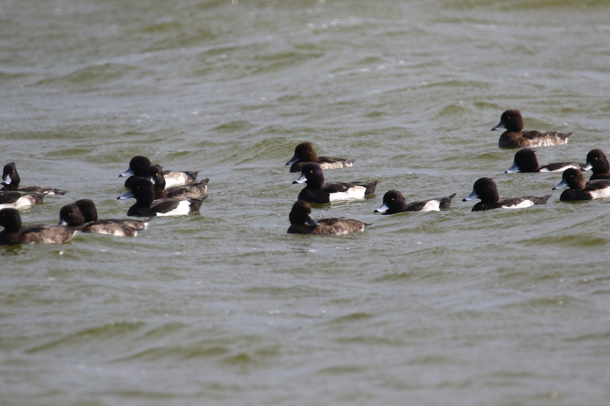 Tufted Duck - ML136046841