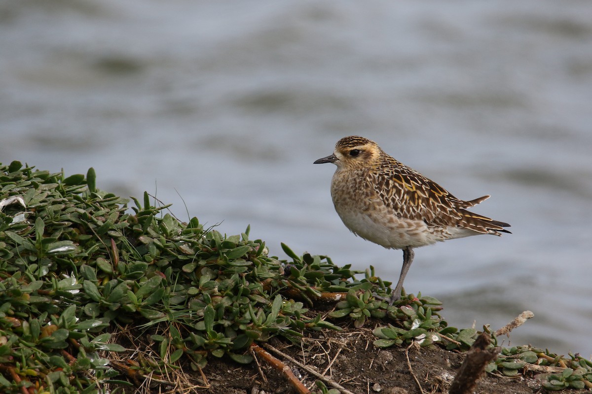 Pacific Golden-Plover - Kuang-Ping Yu