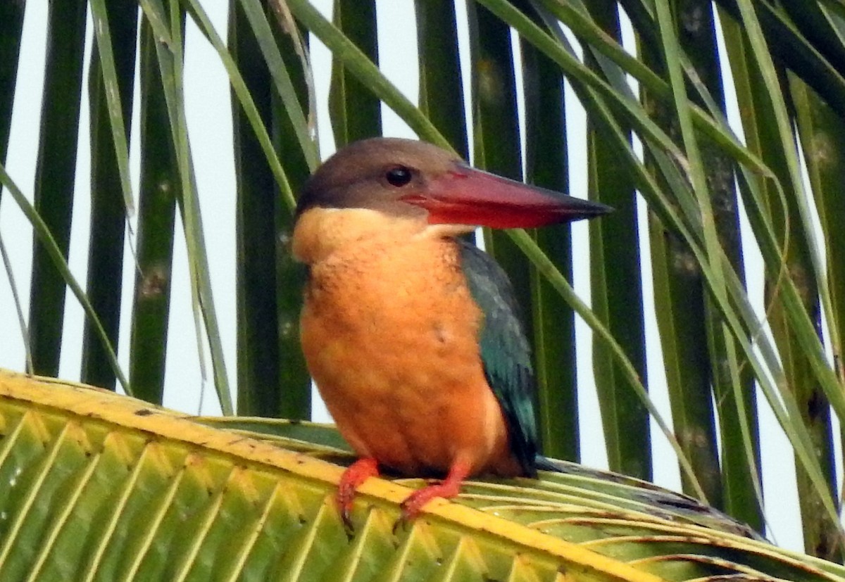 Stork-billed Kingfisher - Yousaf Olavilam