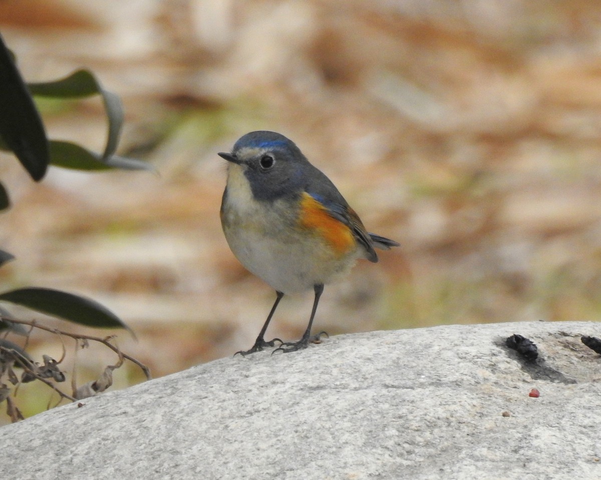 Red-flanked Bluetail - Scott Young