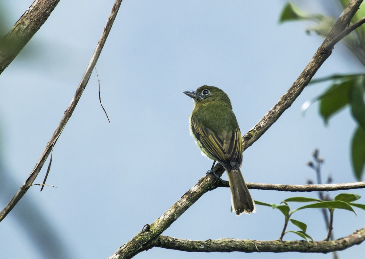 Fulvous-breasted Flatbill - Nick Athanas