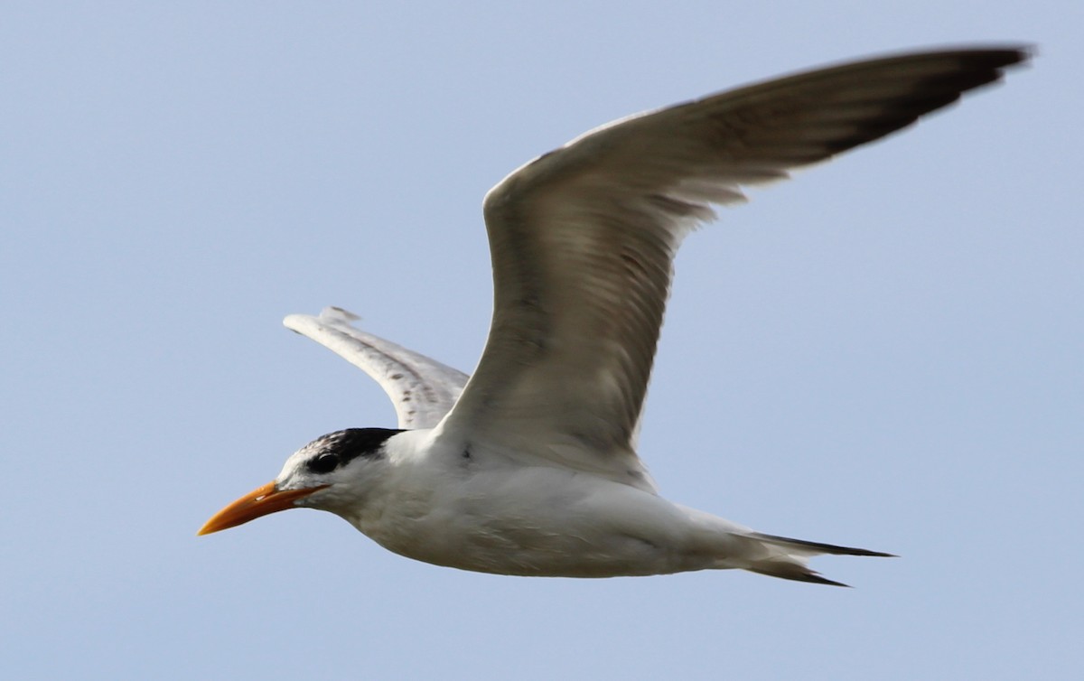 Royal Tern - Gary Leavens