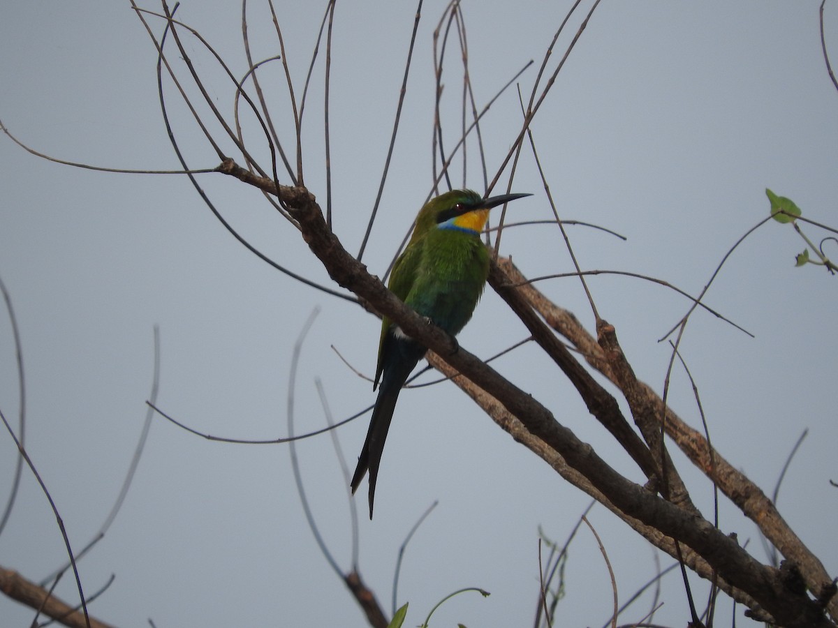 Swallow-tailed Bee-eater - Eneko Azkue