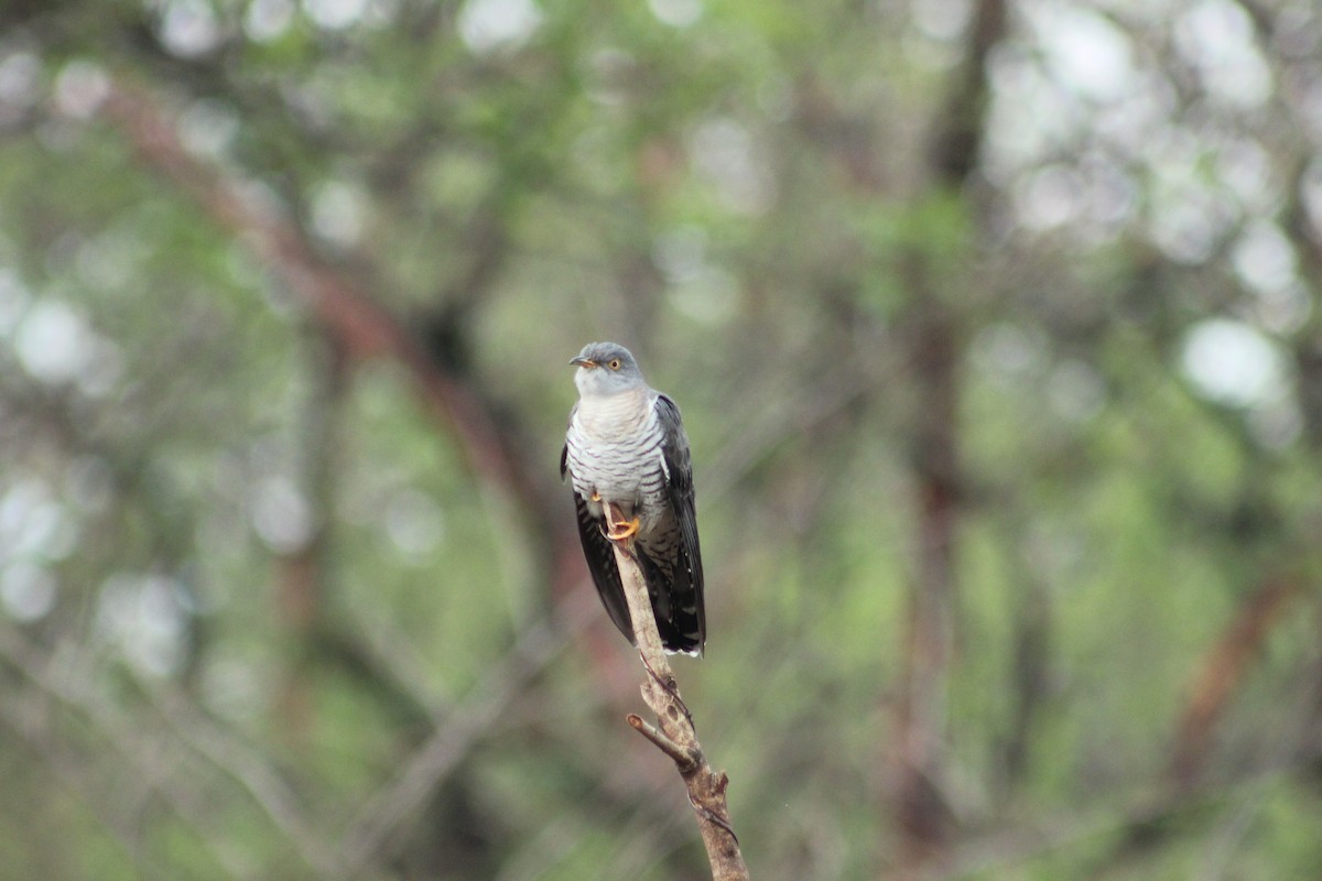 Common Cuckoo - ML136050281