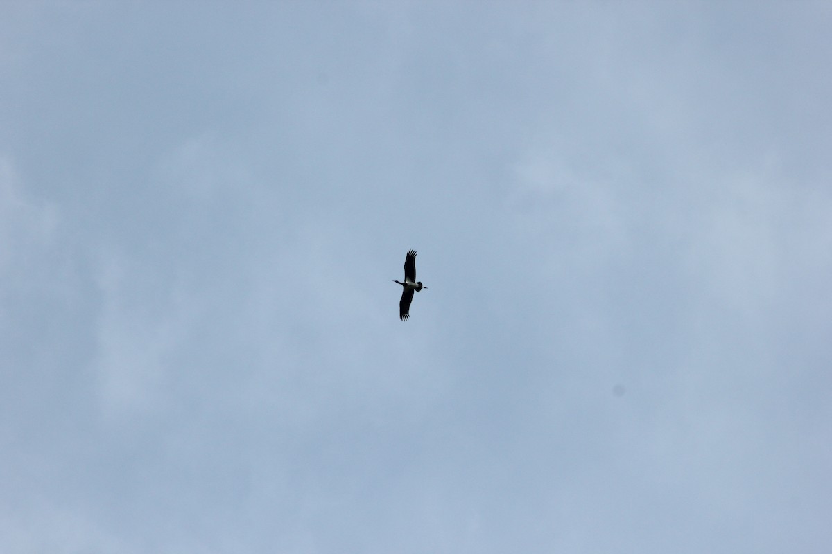 Black Stork - ML136050351