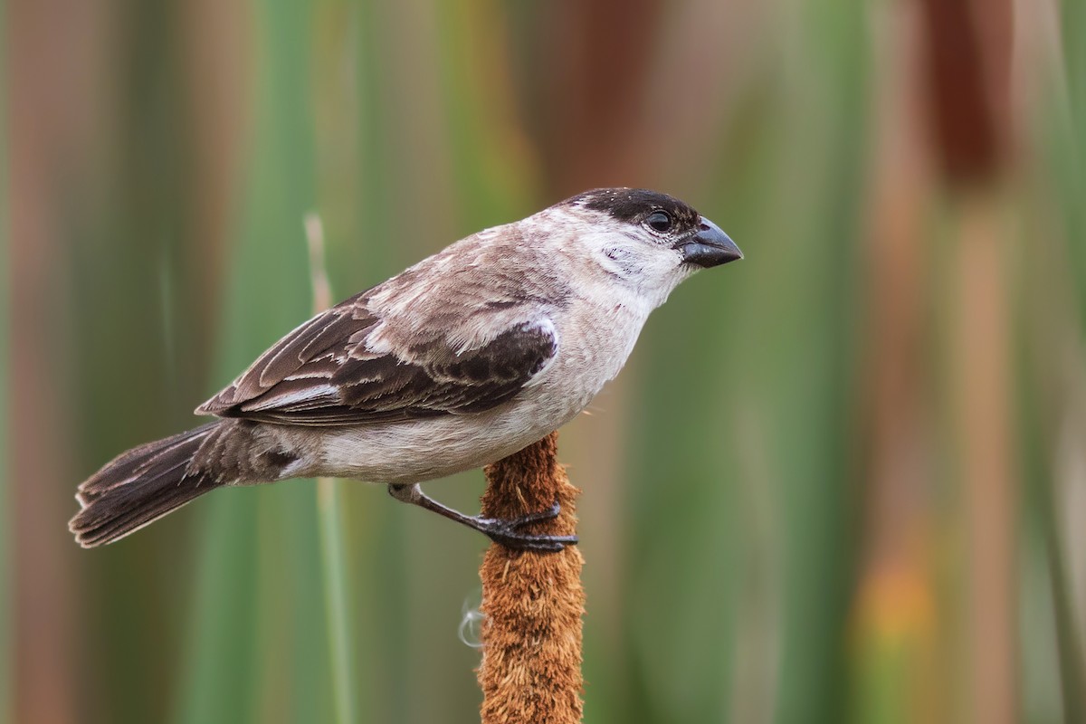 Pearly-bellied Seedeater - ML136050651