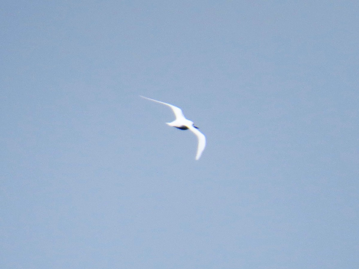 White Tern - ML136051161