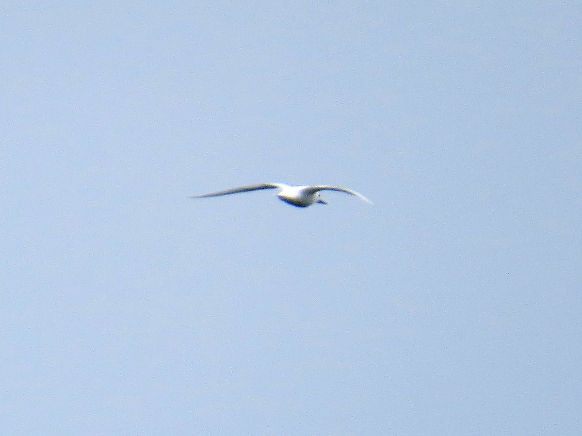White Tern - ML136051181