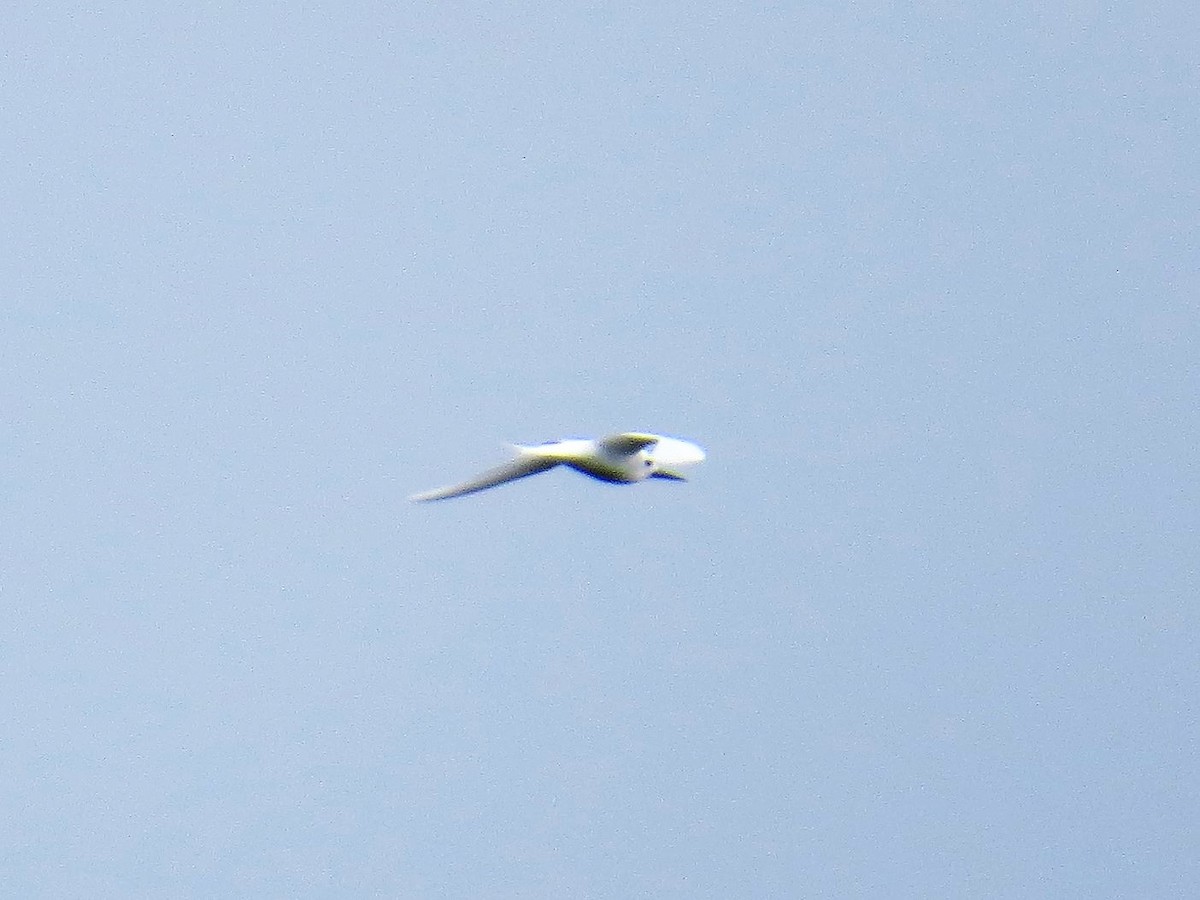 White Tern - ML136051191