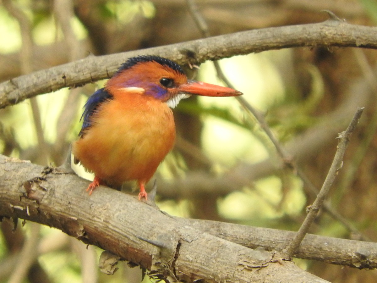 African Pygmy Kingfisher - Eneko Azkue