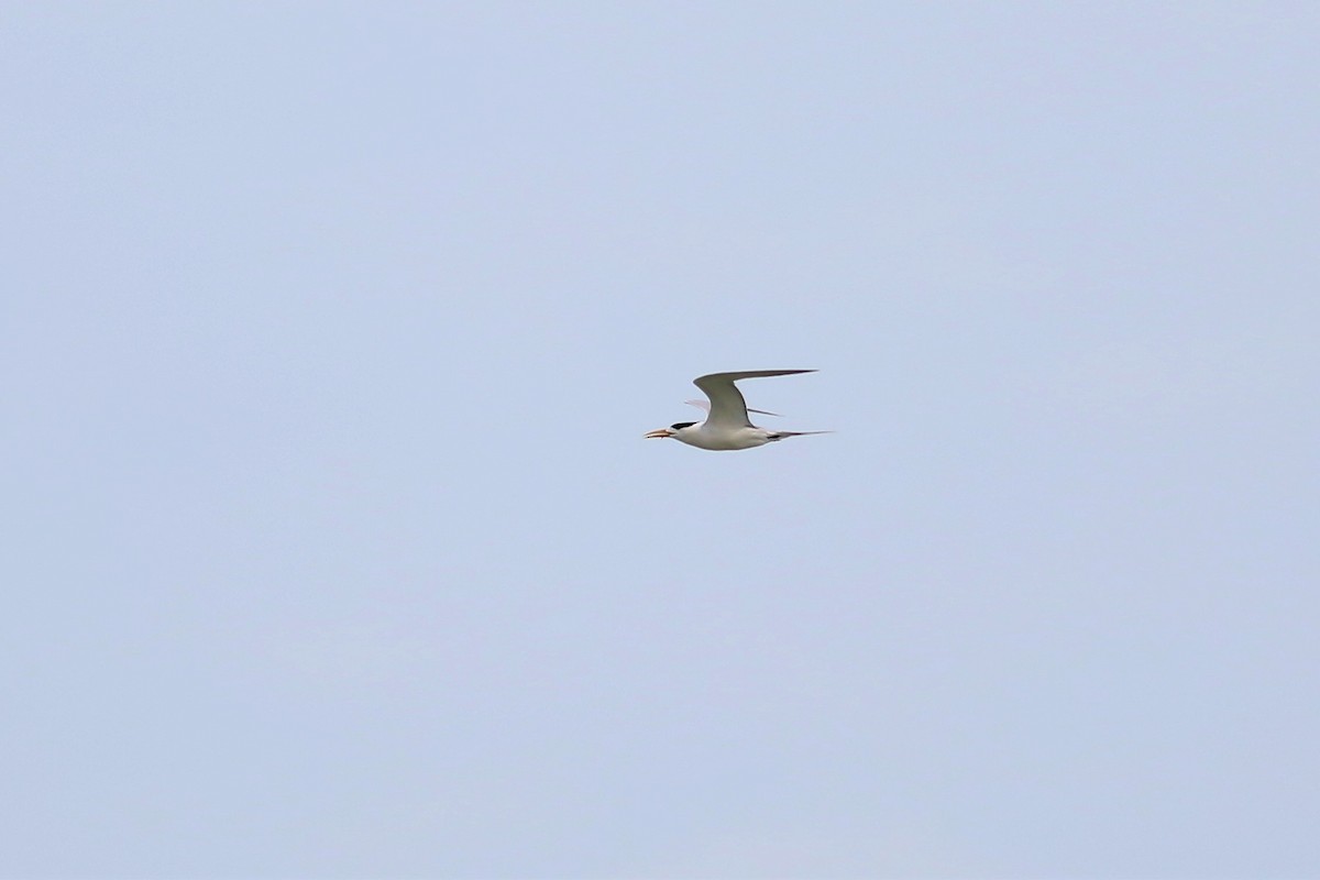 Lesser Crested Tern - Fadzrun A.
