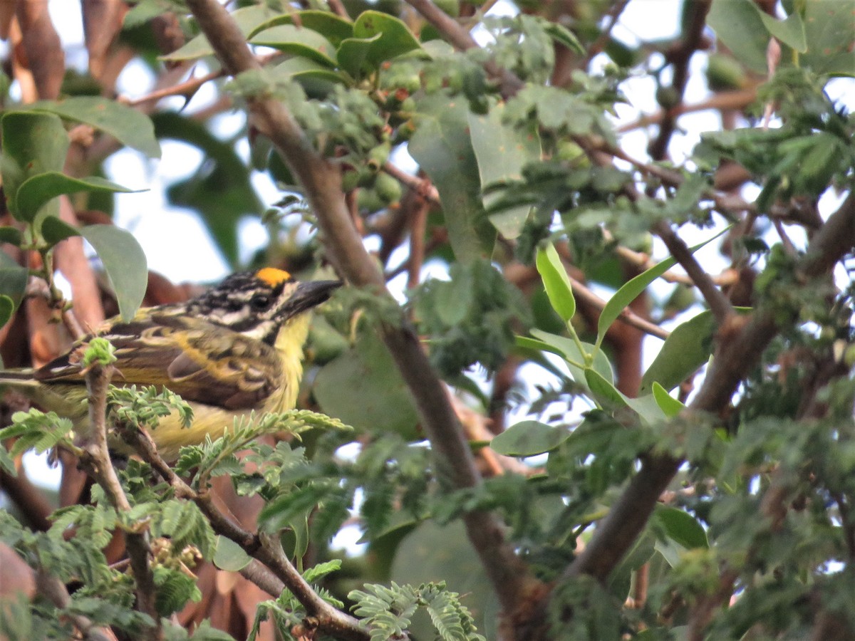 Yellow-fronted Tinkerbird - Hugo Foxonet