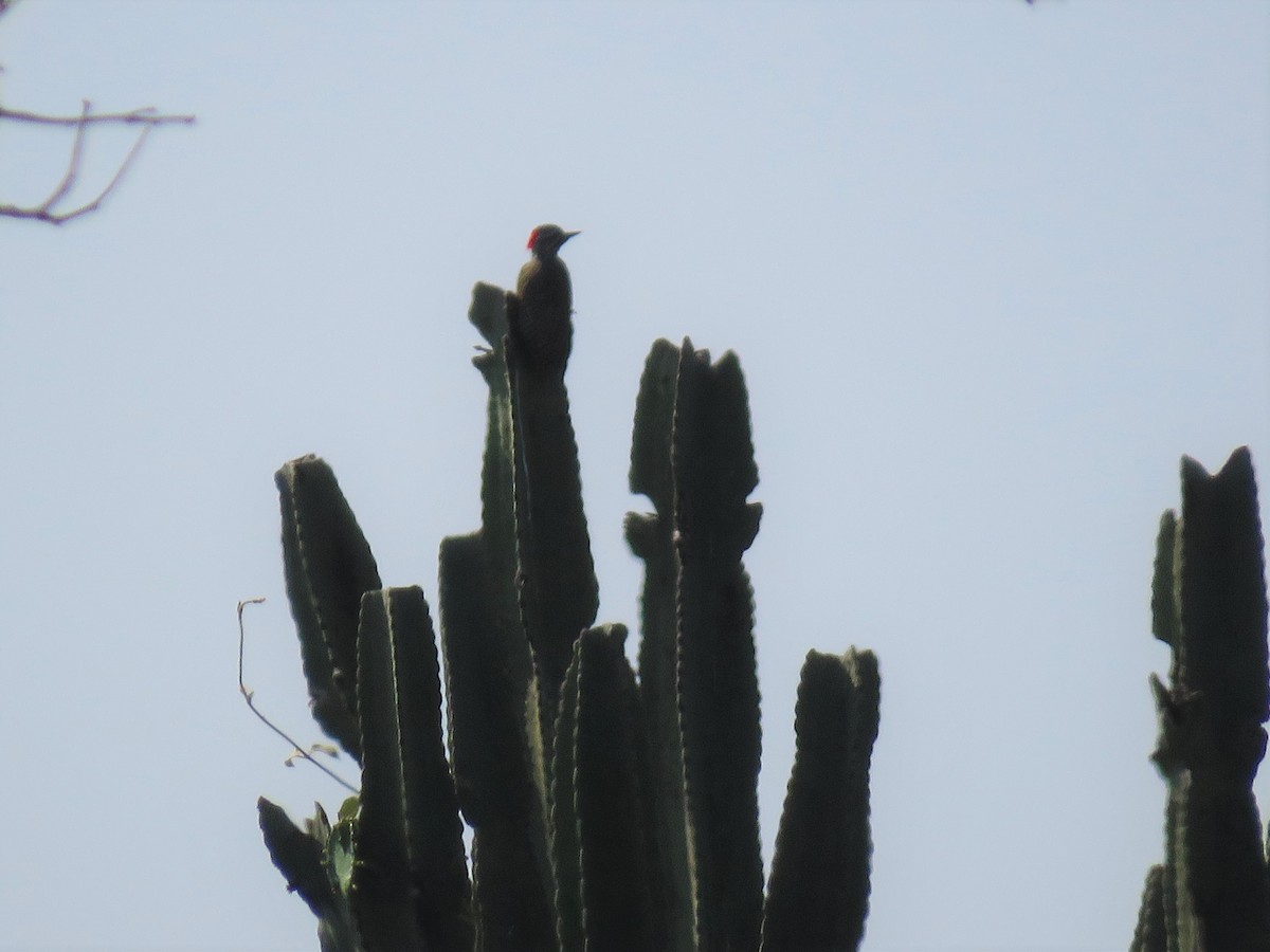 Nubian Woodpecker - Hugo Foxonet