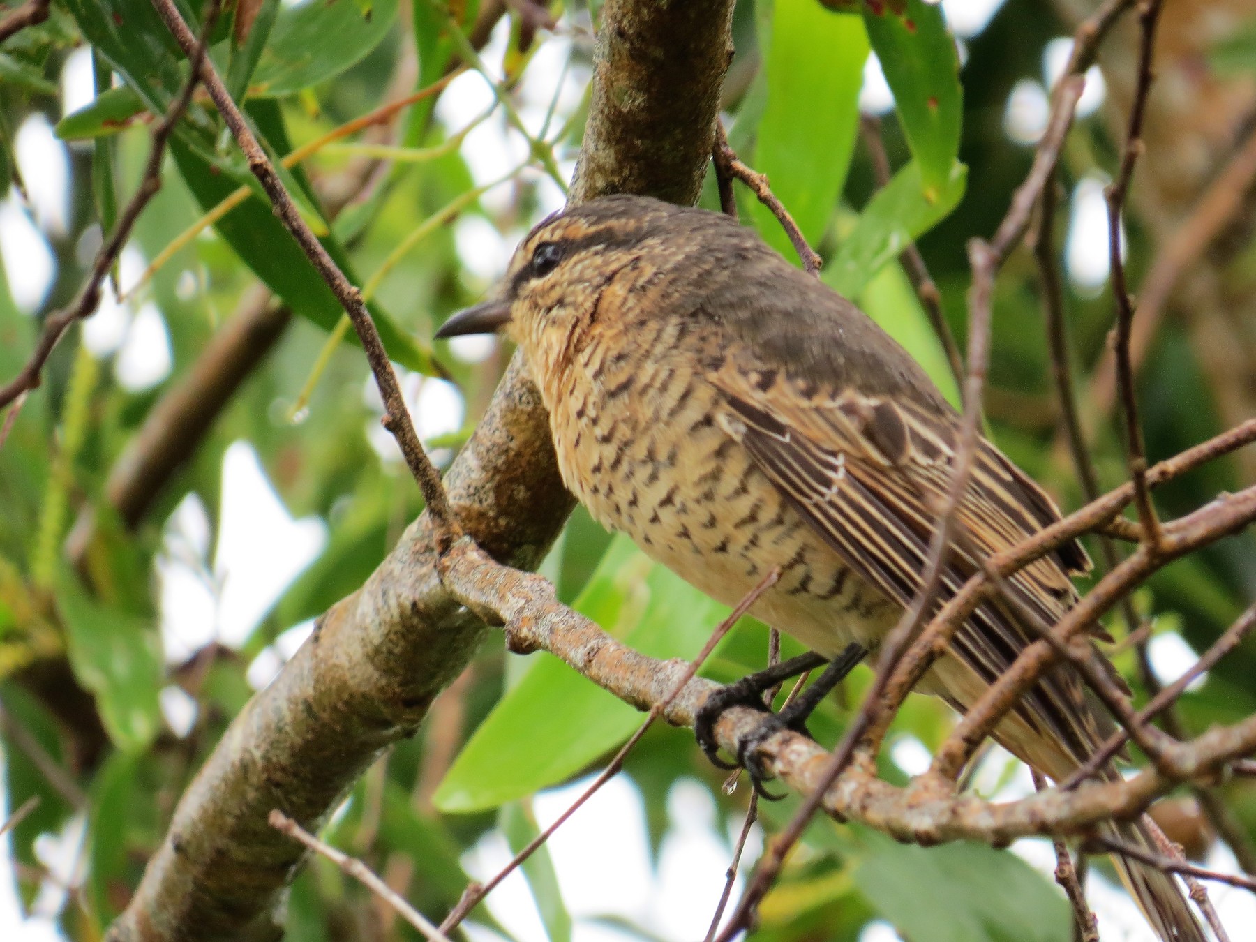 Palau Cicadabird - eBird