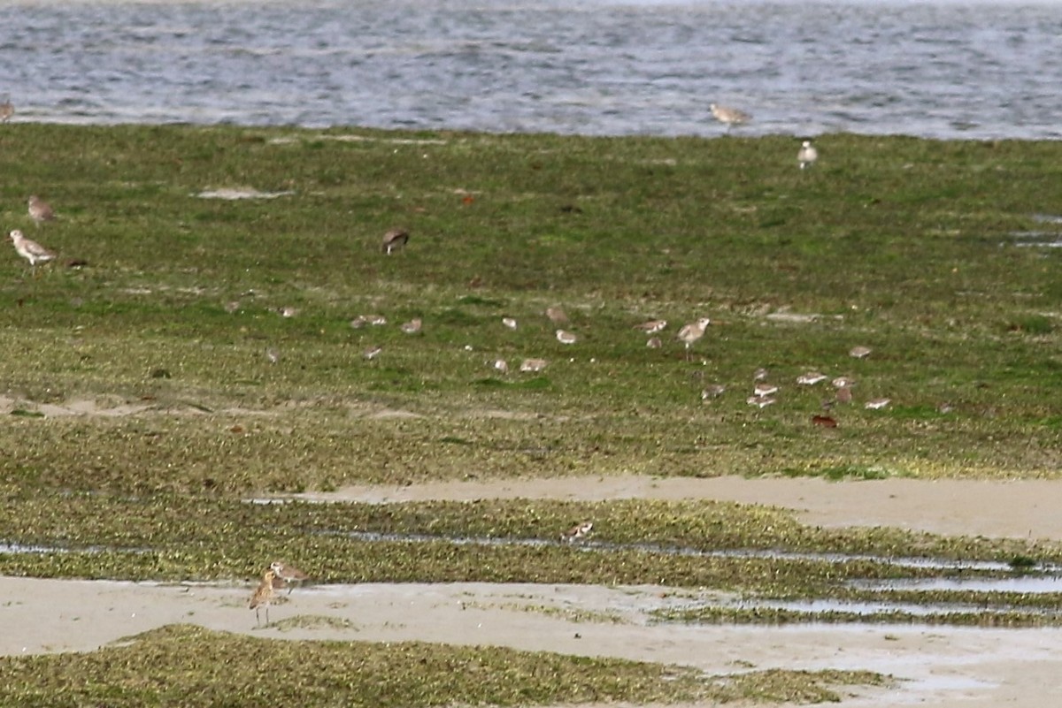 Red-necked Stint - Fadzrun A.