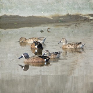 Blue-winged Teal, ML136056911