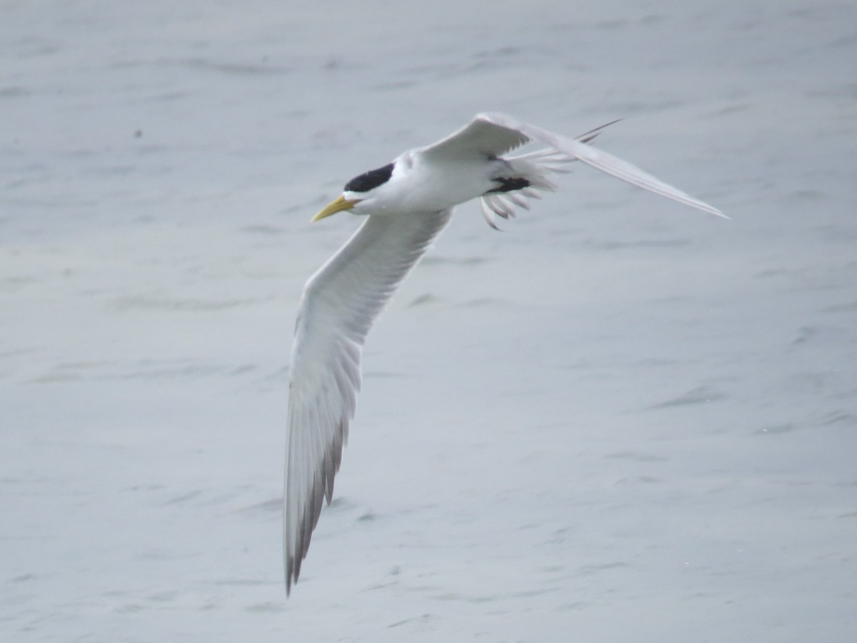 Great Crested Tern - Kirk LaGory