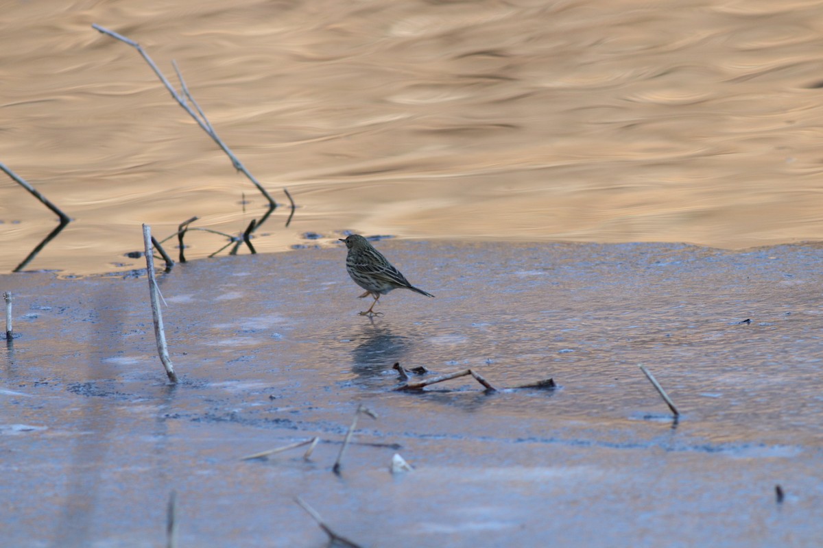 Meadow Pipit - ML136059081
