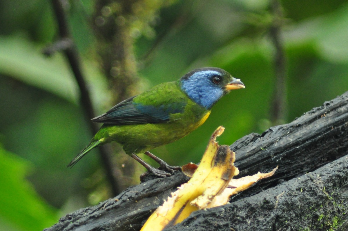 Moss-backed Tanager - ML136059901