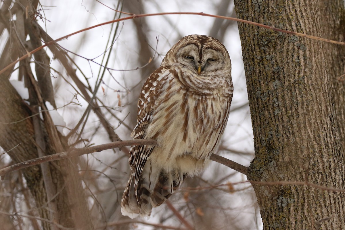 Barred Owl - ML136060671
