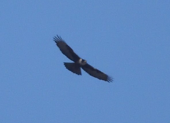 Rufous-bellied Eagle - Kiron Vijay