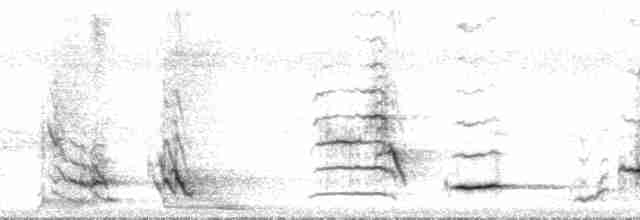 Méliphage carillonneur - ML136067