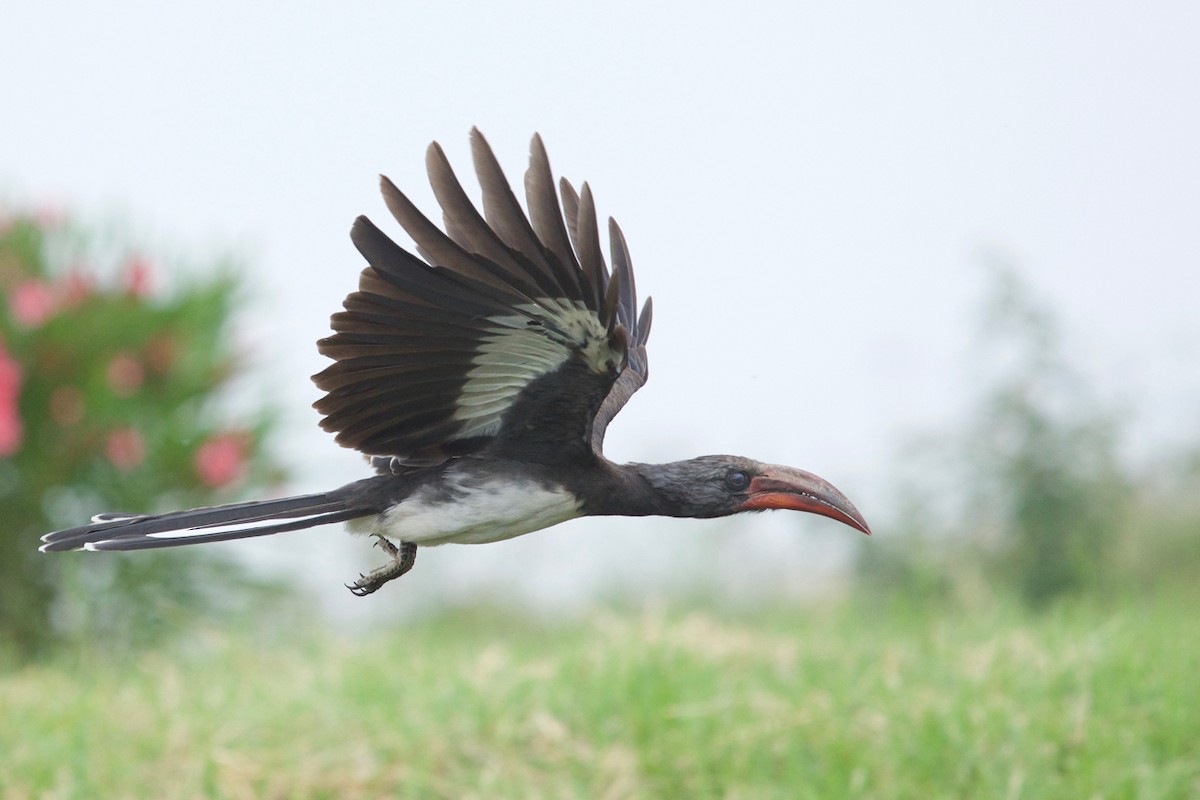 Hemprich's Hornbill - Qin Huang