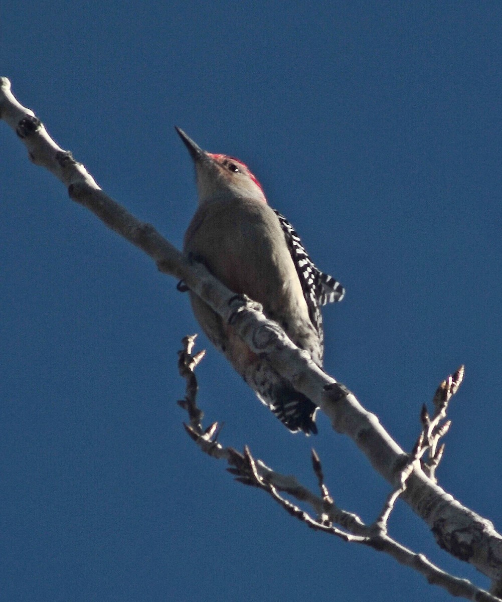Red-bellied Woodpecker - Brandon K. Percival
