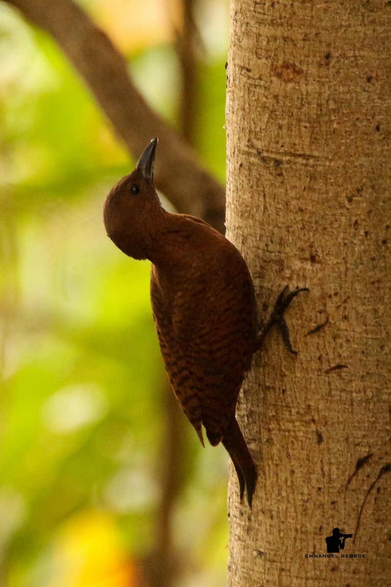 Rufous Woodpecker - Emmanuel George