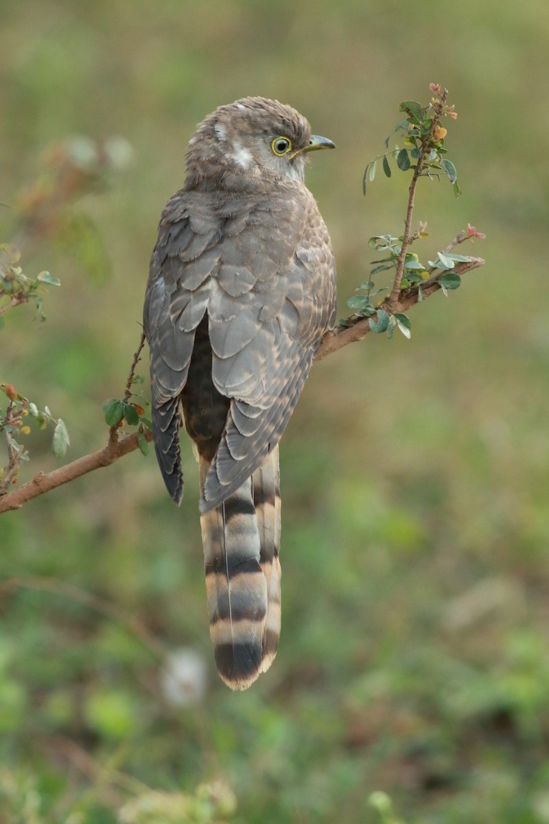 Common Hawk-Cuckoo - vivek r
