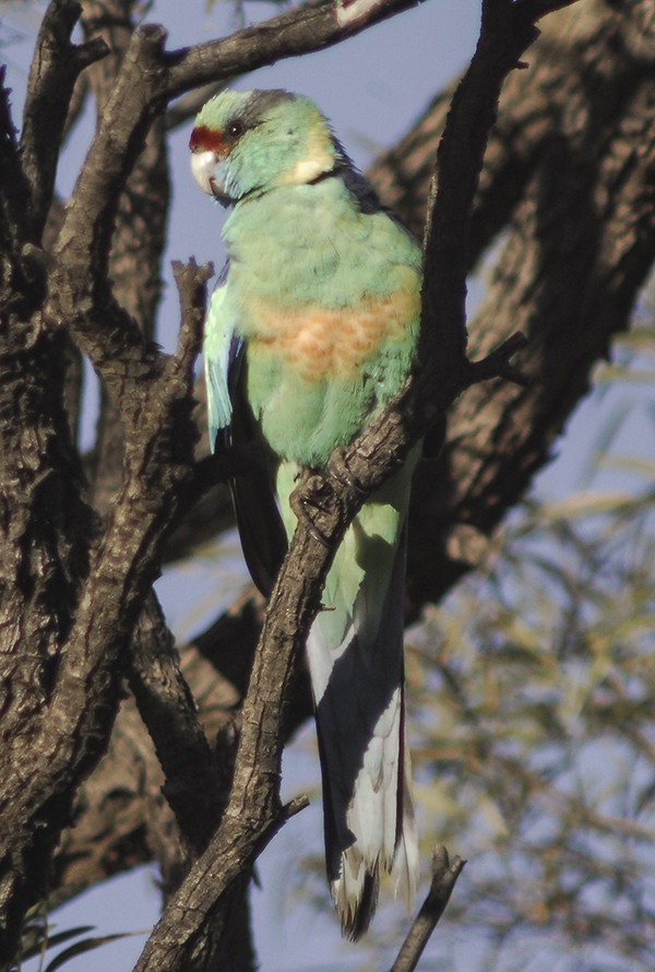 Воротничковый попугай (barnardi) - ML136070191