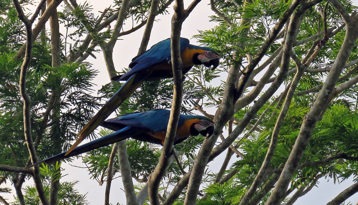 Blue-and-yellow Macaw - Ken Burton