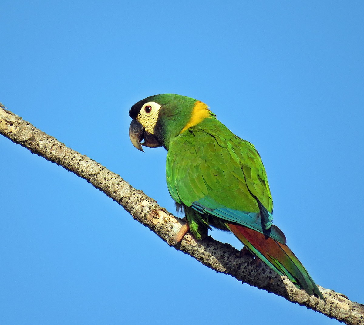 Yellow-collared Macaw - Ken Burton