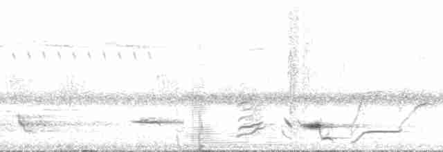 Méliphage carillonneur - ML136073