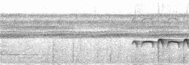 Weißband-Ameisenvogel - ML136073401