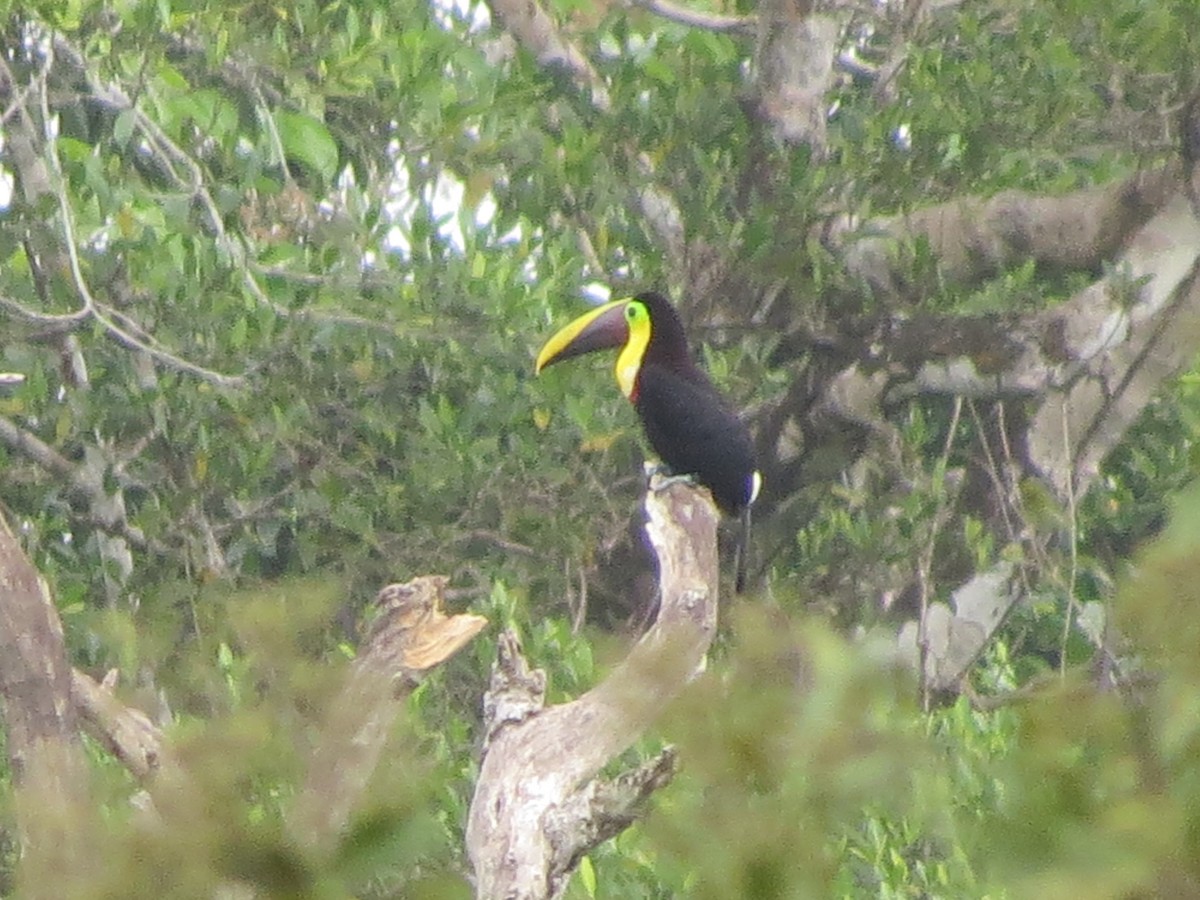 Yellow-throated Toucan (Chestnut-mandibled) - Mike Cowlard